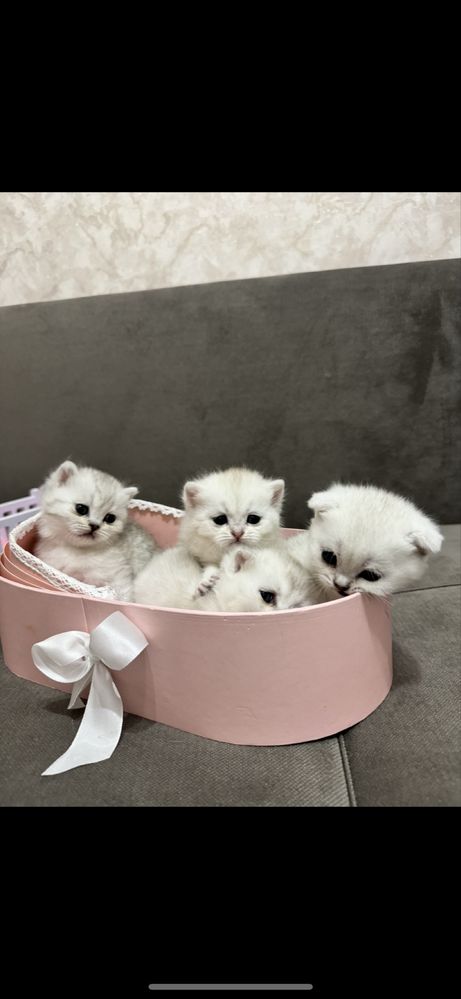Шиншиллы чистокровные котята