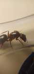 Муравьи Camponotus herculeanus
