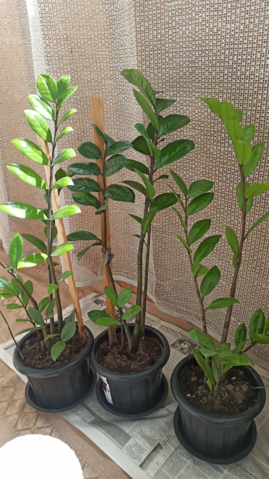 Продаются долларовое дерево Замиокулькас!