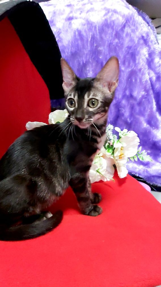 BLACK Bengal Cat. Vip котята