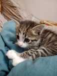 Отдам котенка котика в добрые руки