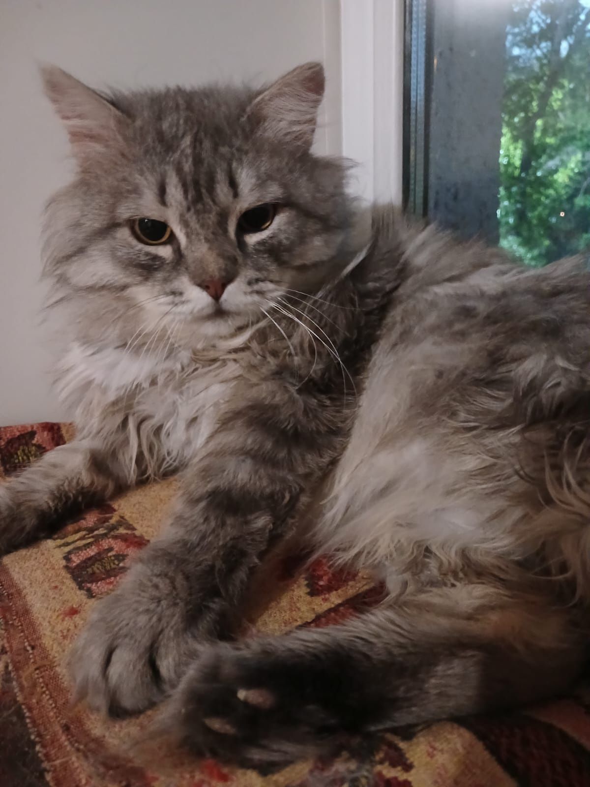 Котик.          !