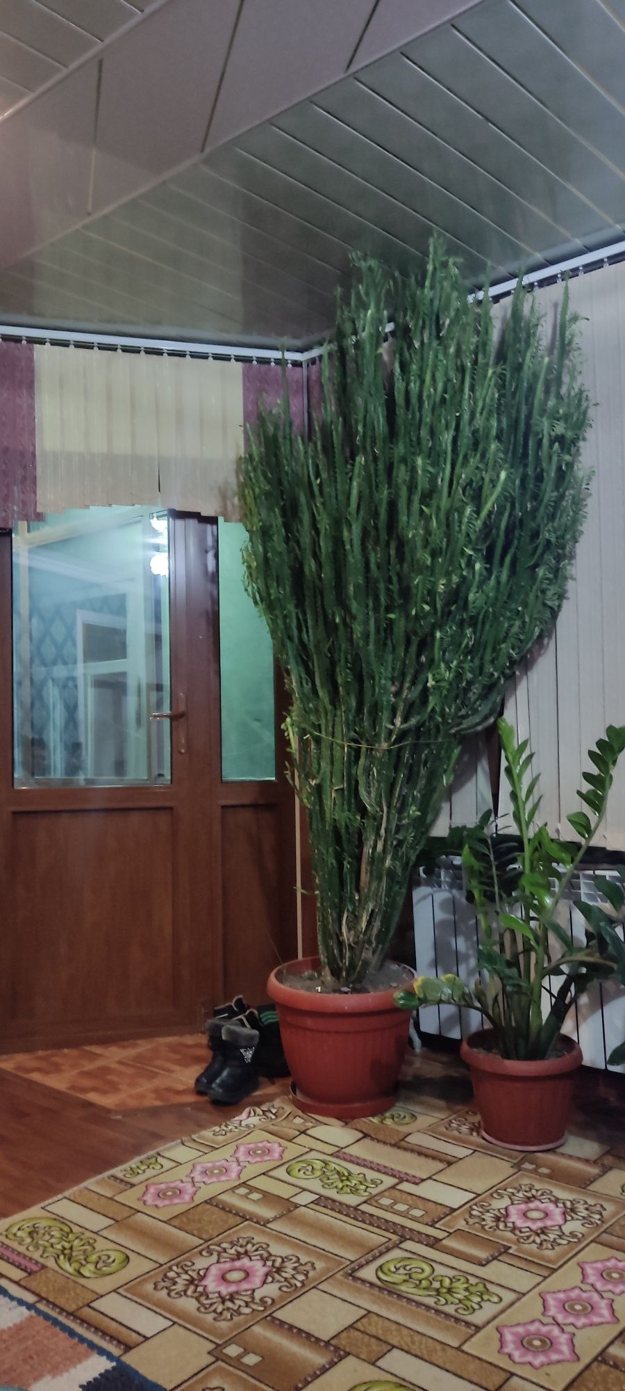 Продается домашний растение