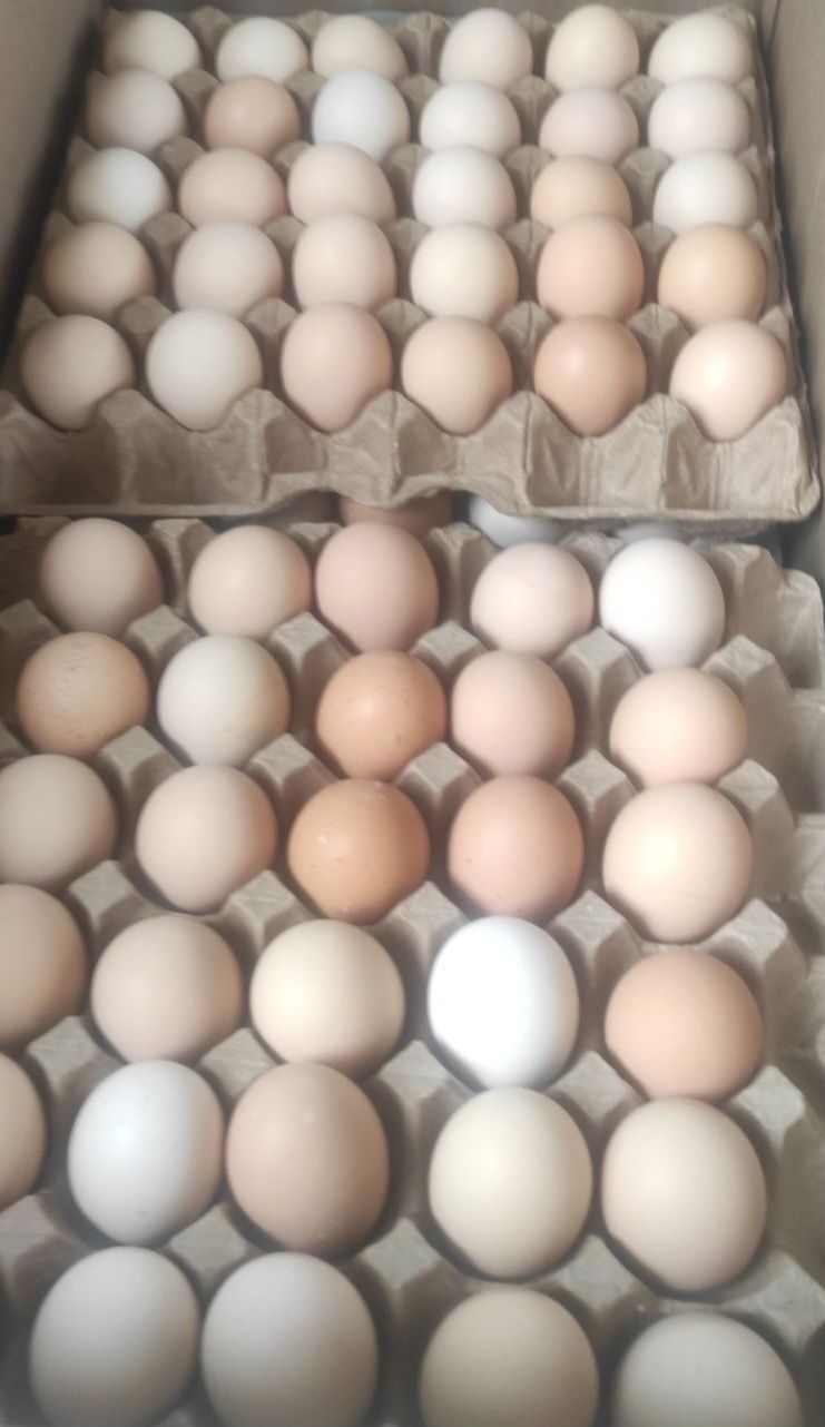 Продам инкубационое яйцо