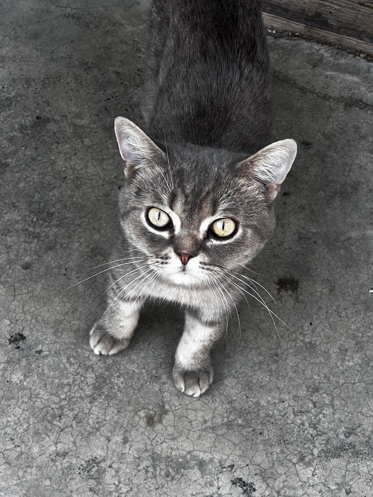 Кот мальчик