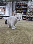 Отдам котят 1.5 мес.