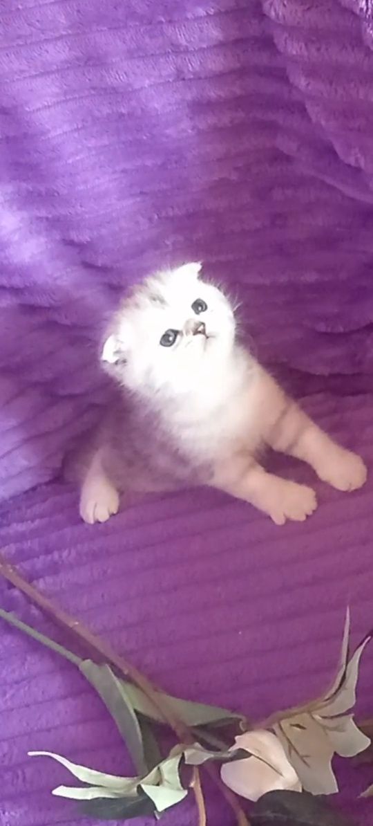 Продам шотладского вислоухого котика.