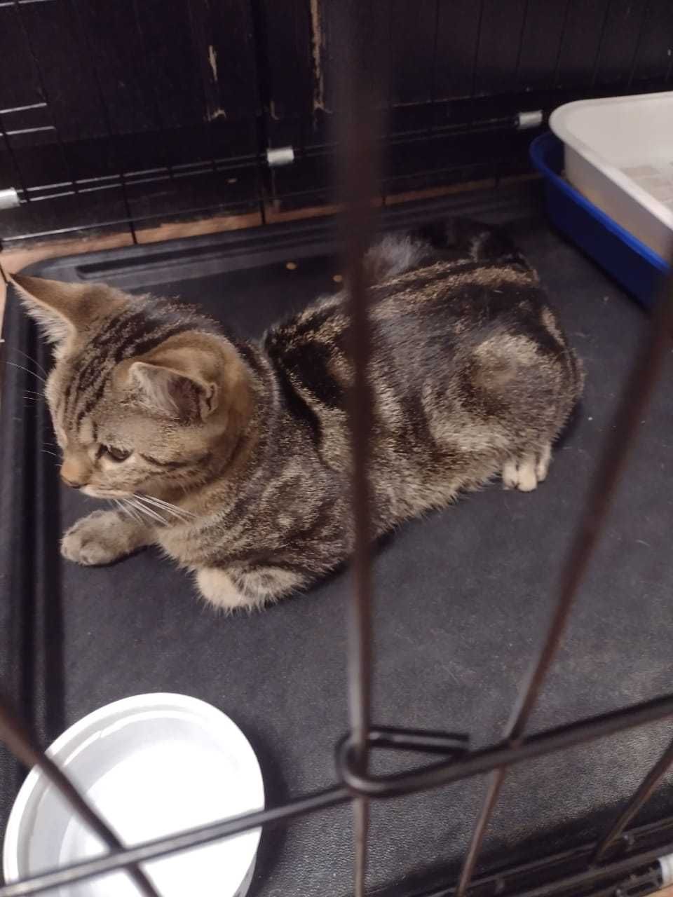 Отдам котят в добрые руки.
