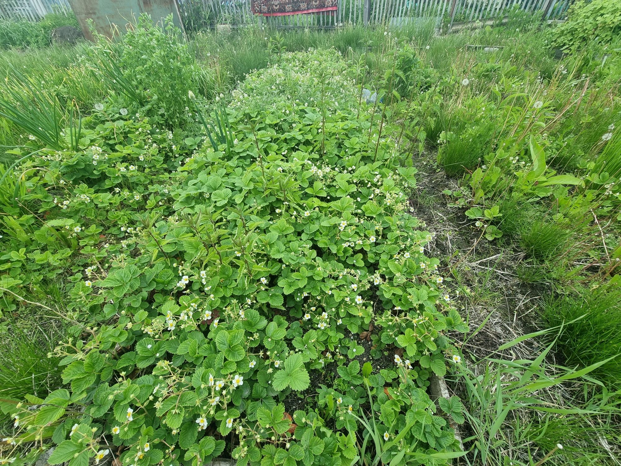 Продам дачу в Новопавловке. Д.О. Романтик