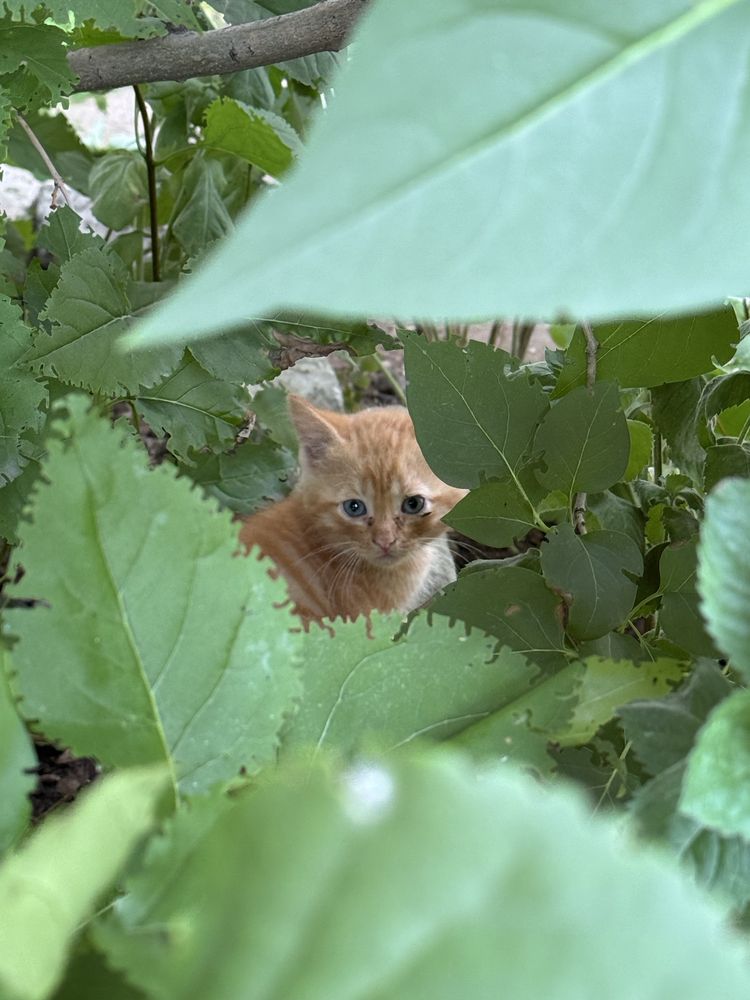 Отдам котят бесплатно в добрые руки