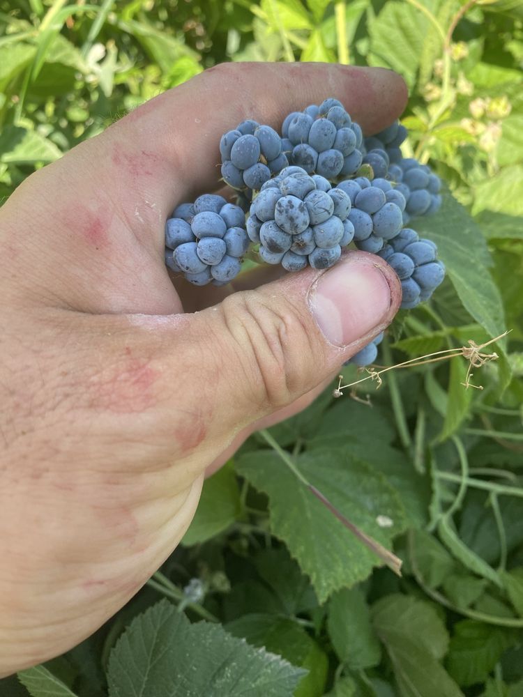 Продам ежевику Свежая горная