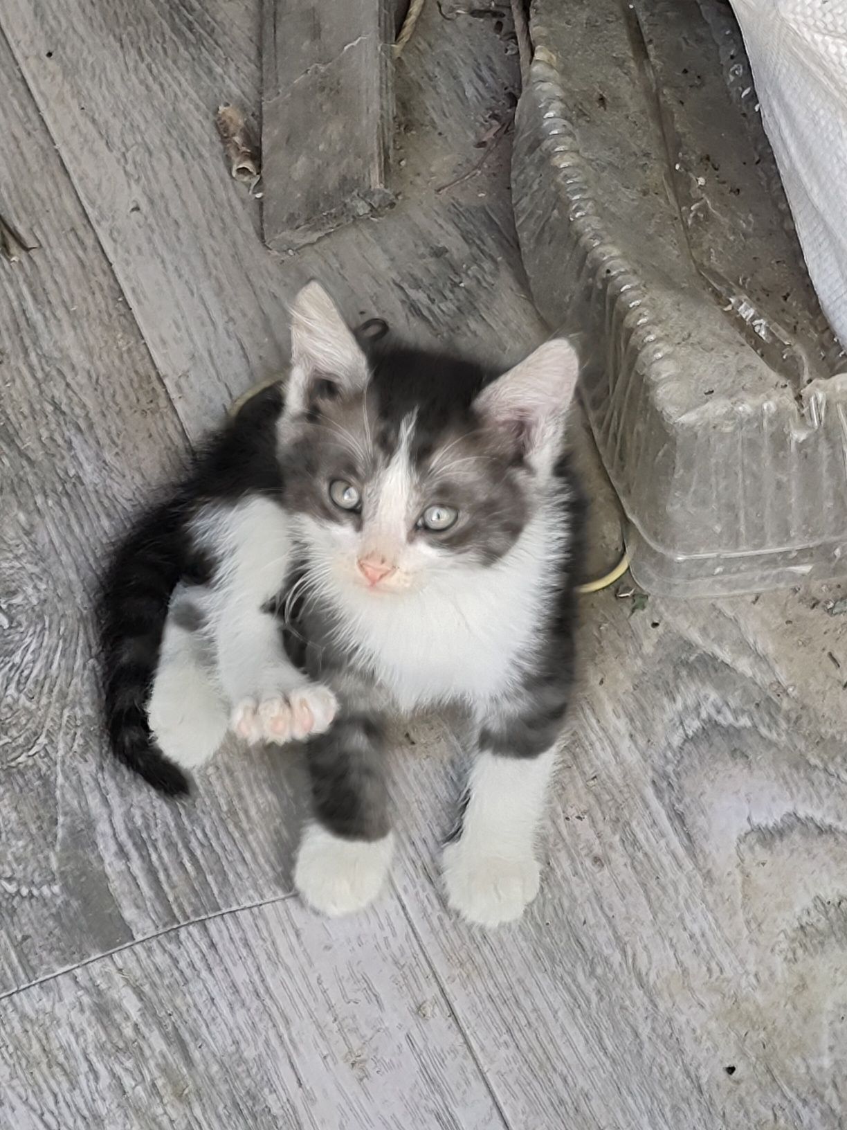 Котята  в хороший в руки