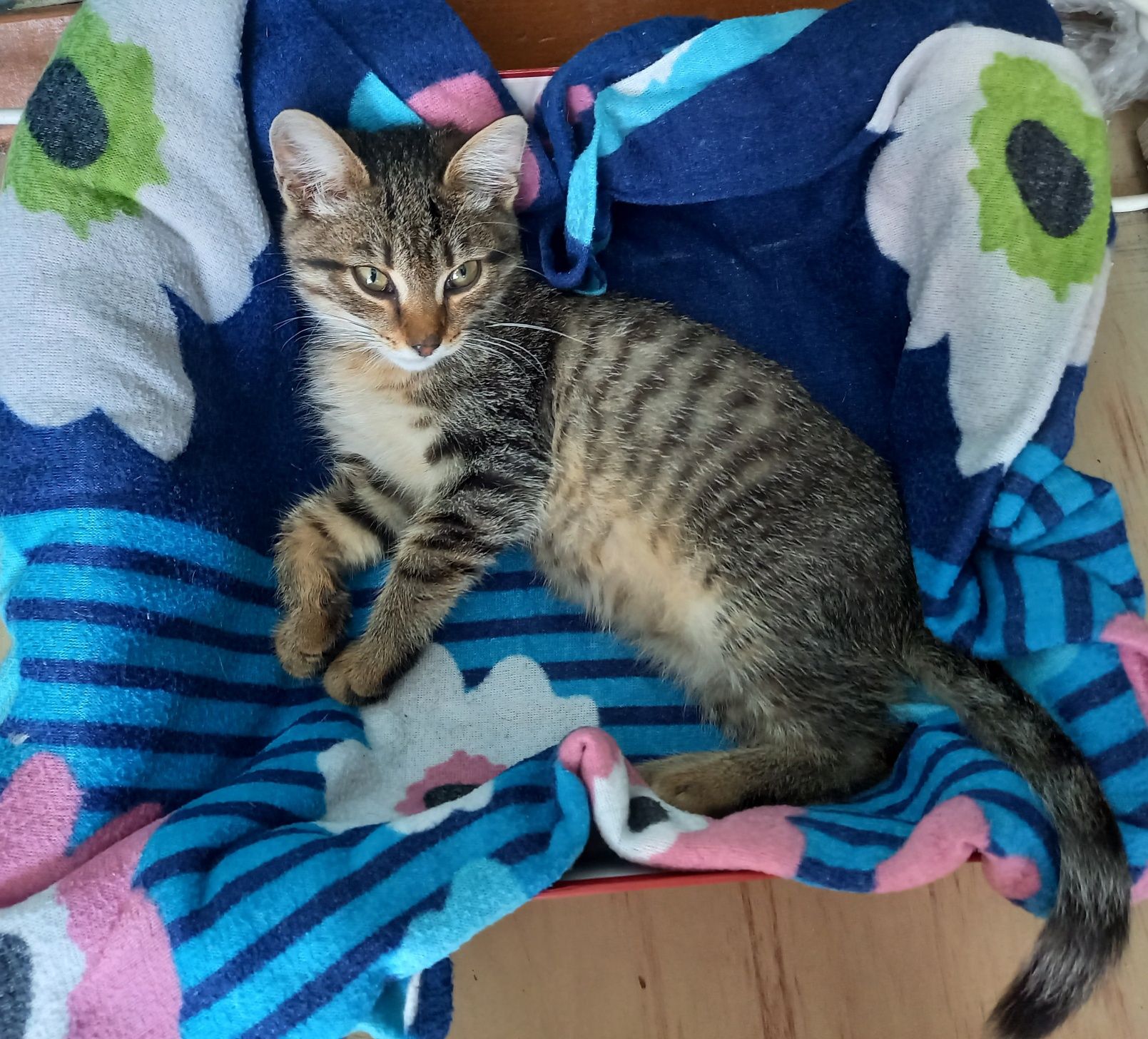 Отдам котенка в добрые руки