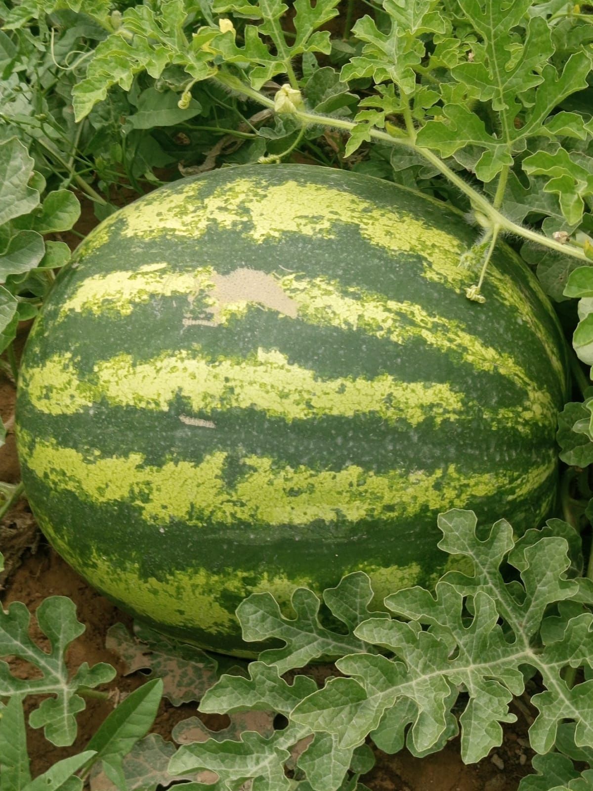 Продам арбузы и  дыни