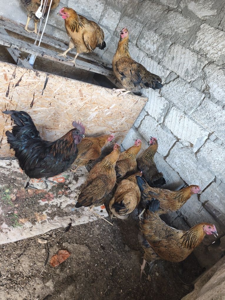 В продаже молодки и петухи