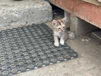 Котёнок 1,5 месяца