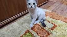 Отдам котят и кошку в добрые руки