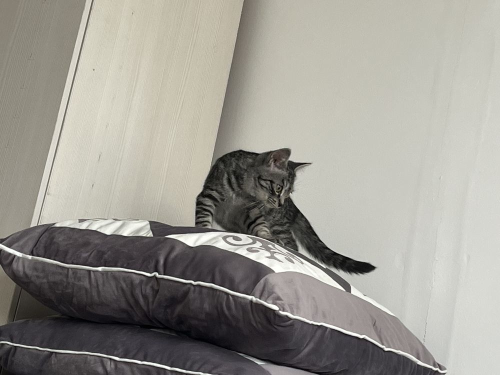 Отдам кота в добрые руки