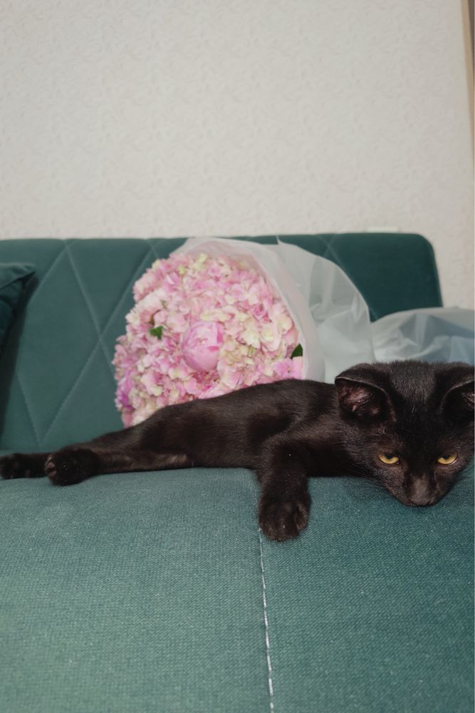 Котенок в добрые руки