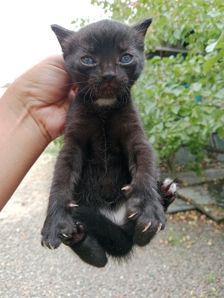 Отдам даром котенка