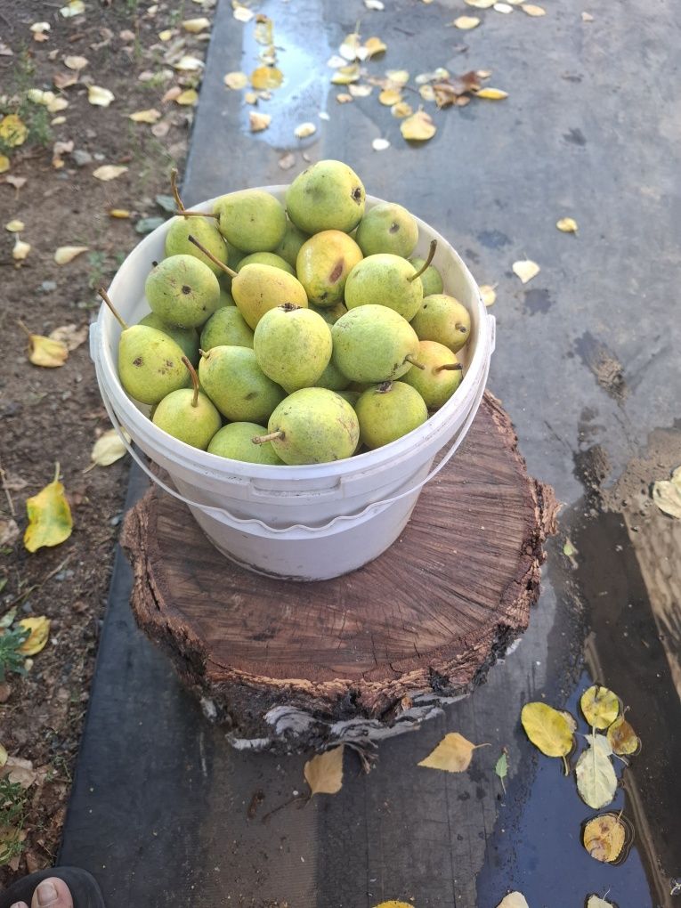 Продам сладкую грушу