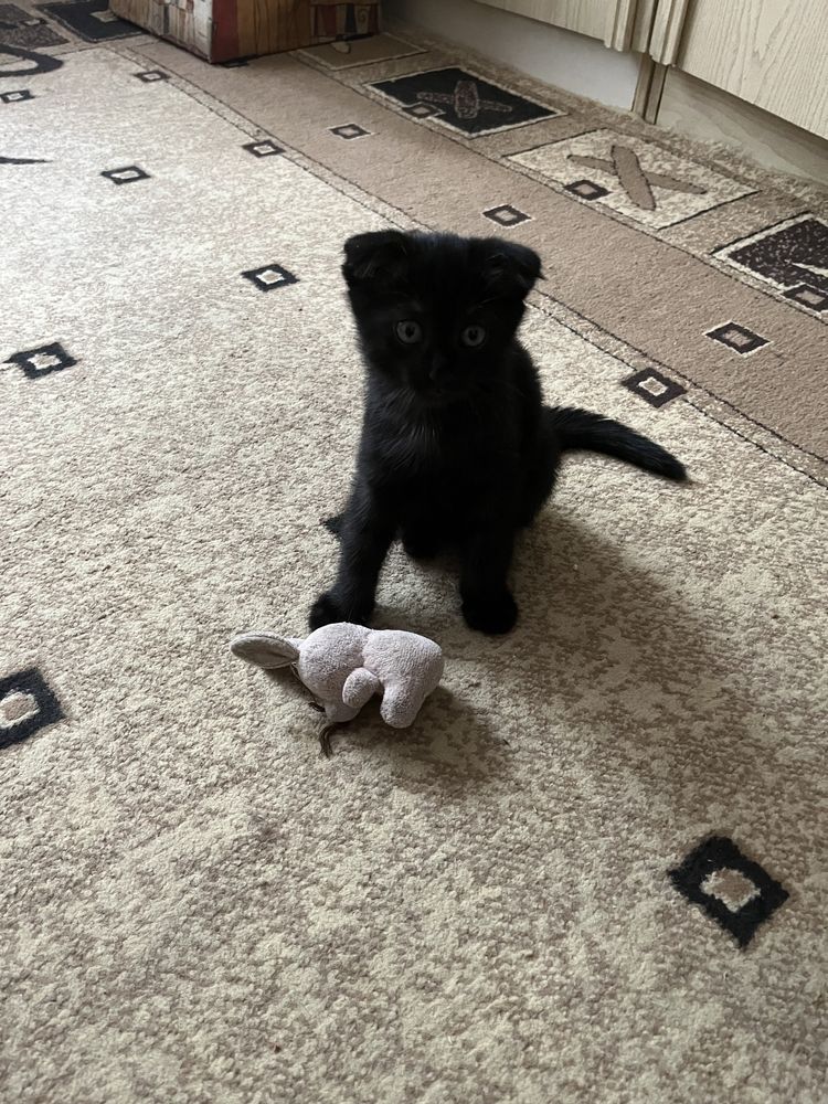 Котята бесплатно