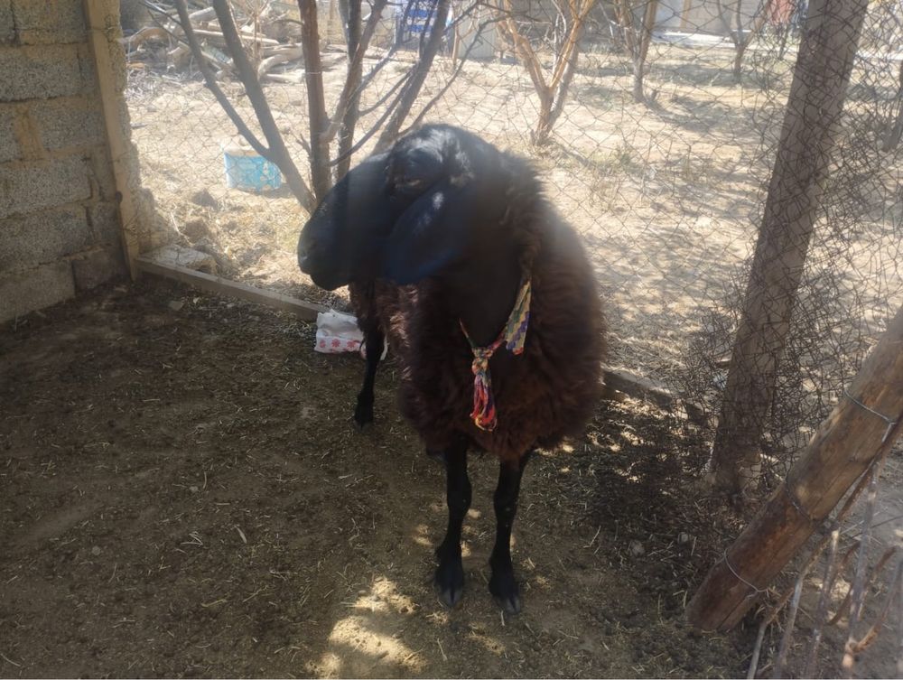 Овцы , қой, қозы, тоқты