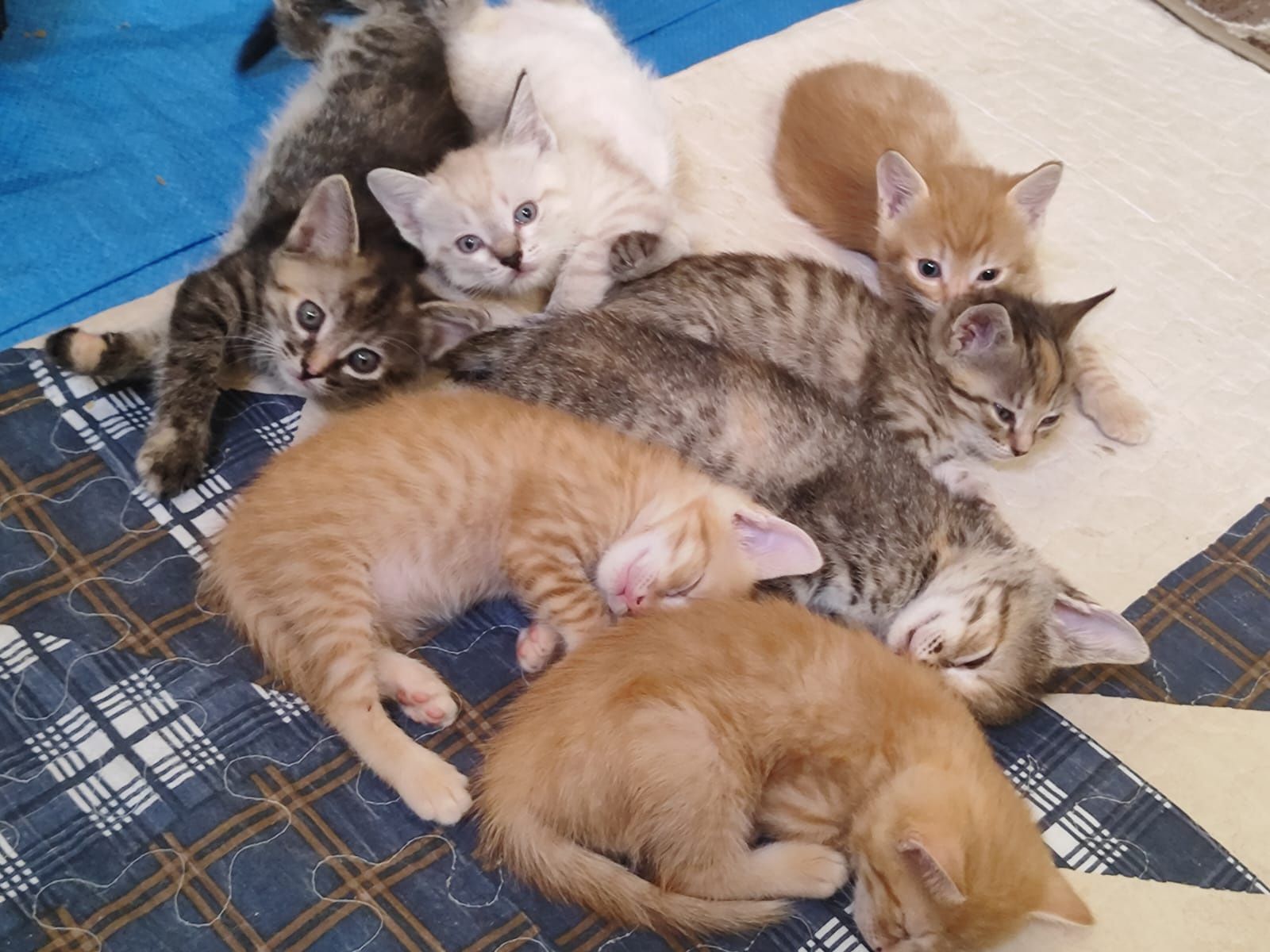 Отдам котенка в добрые руки бауырластар 2