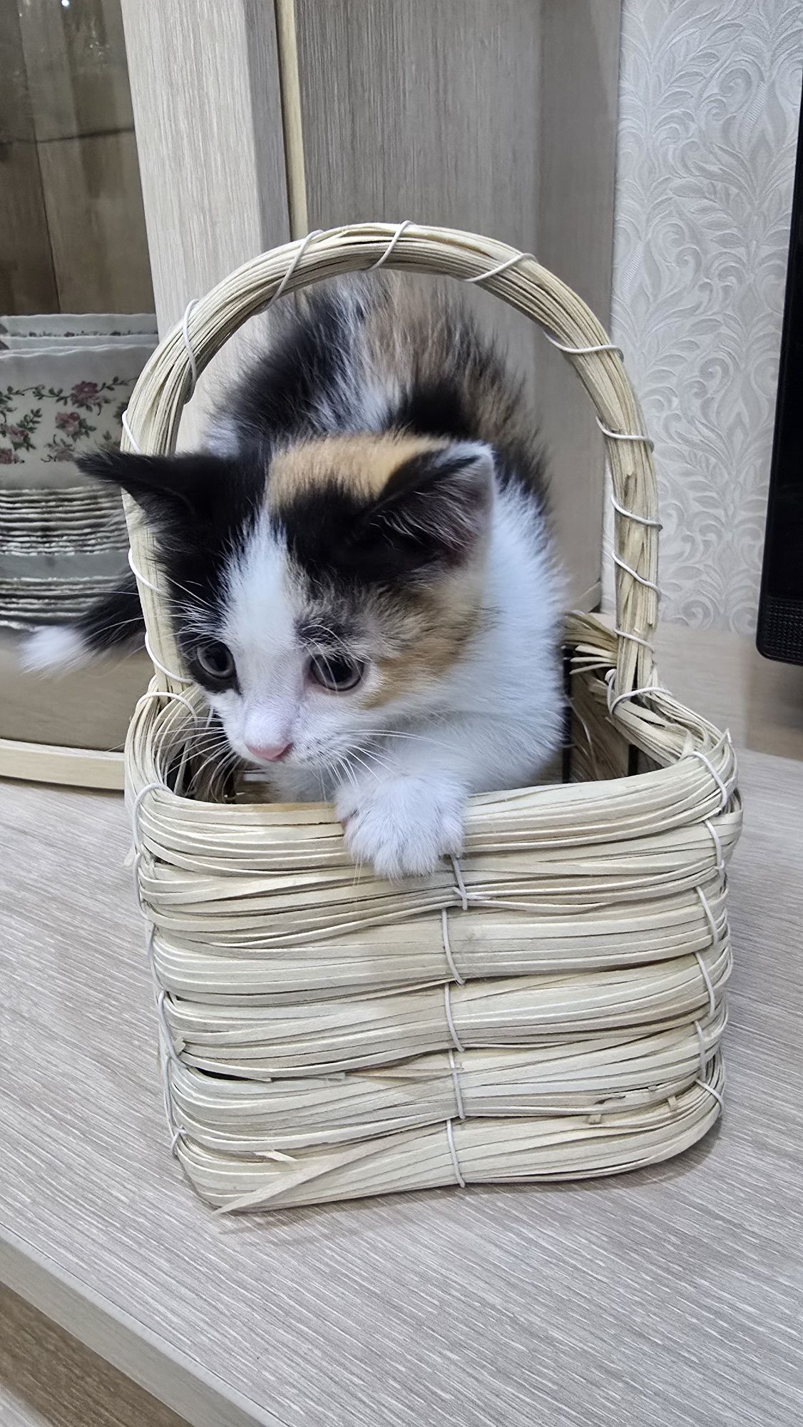 Отдам котят в надёжные руки.