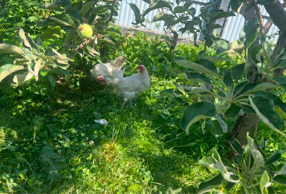 Куры несушки