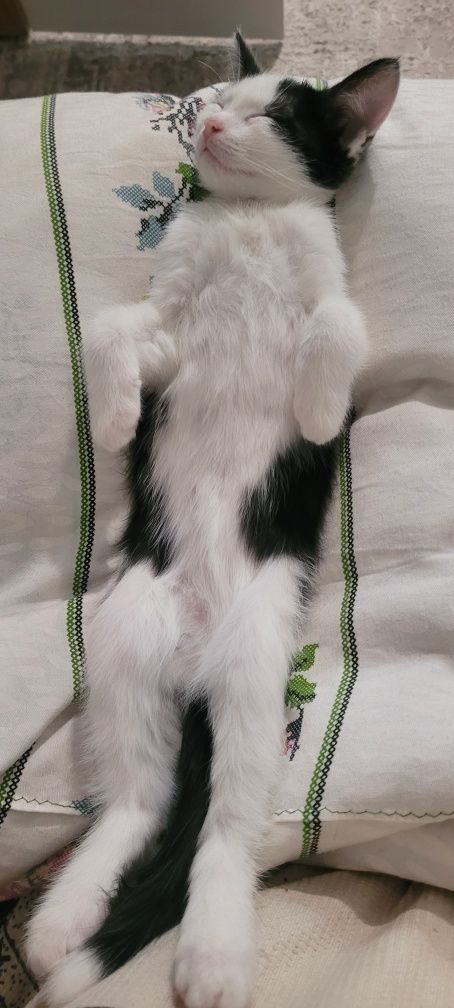 Отдам котёнка в добрые руки.