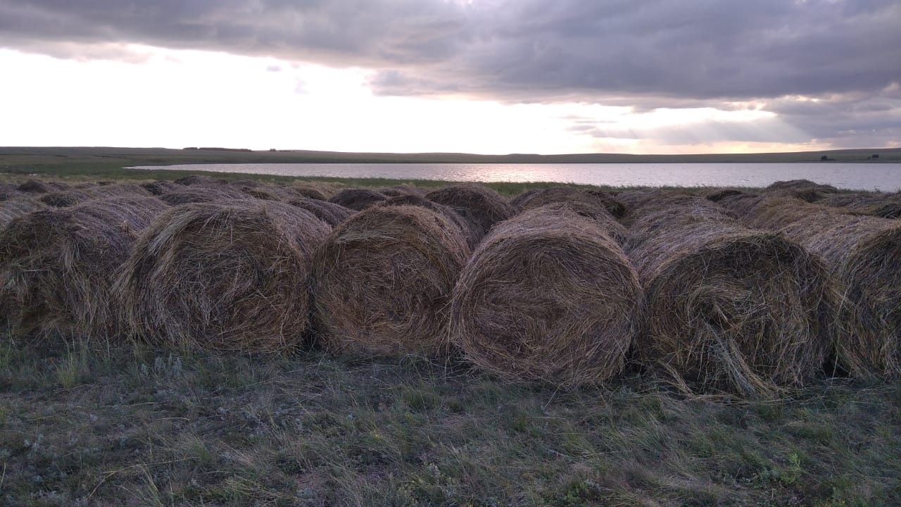 Продам сено в тюках