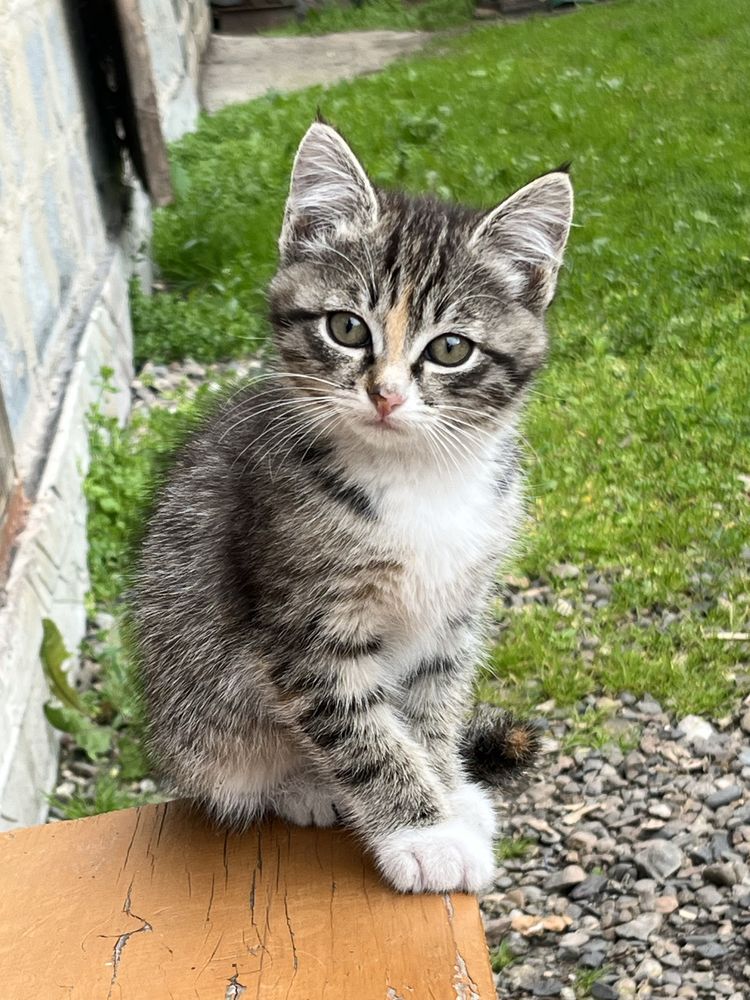 Котенок в добрые руки