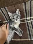 Котёнок девочка в добрые руки