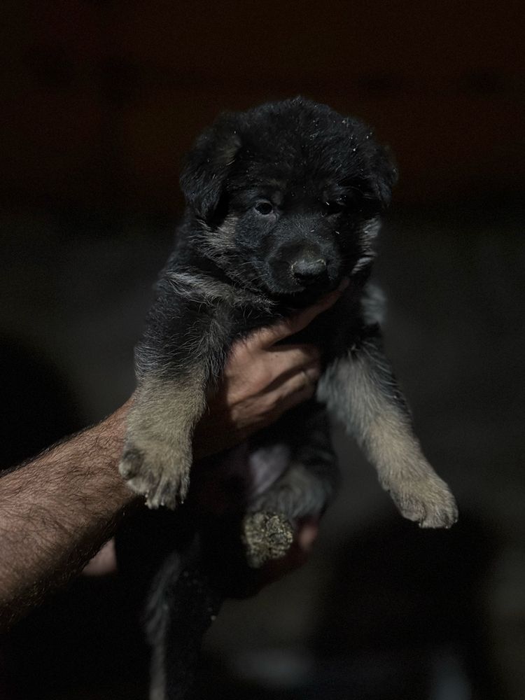 Щенки овчарки 1 месяц