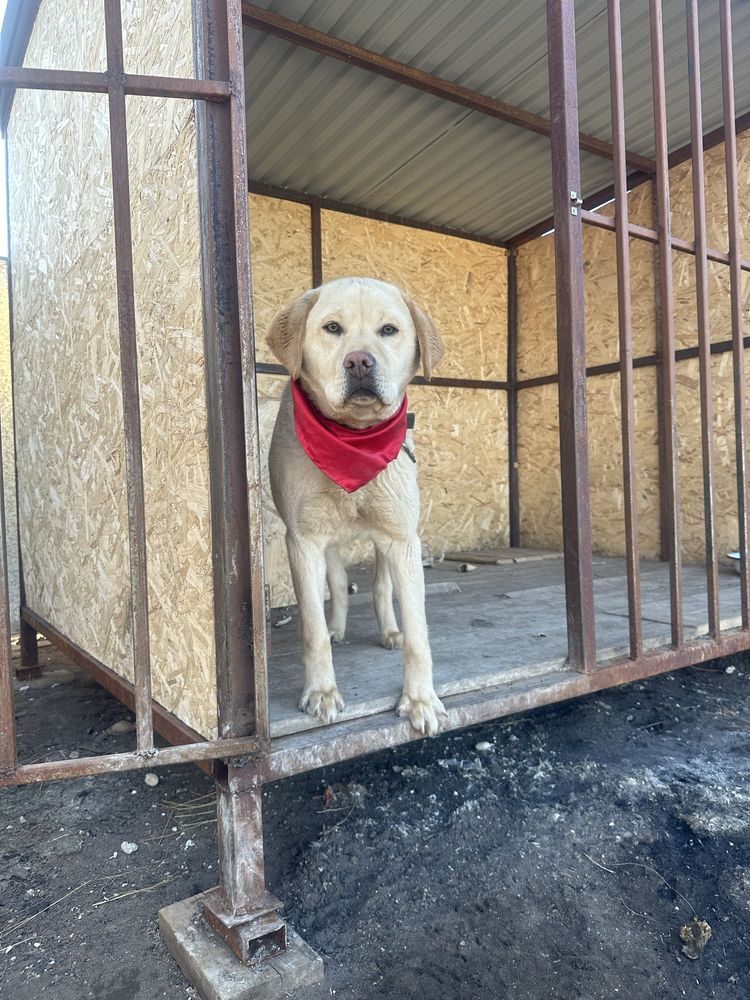 Продам Лабрадор мальчик