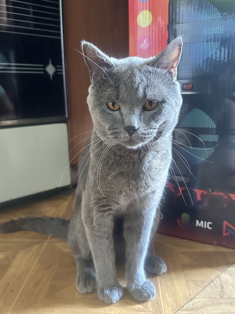 Кот Локи британский малыш