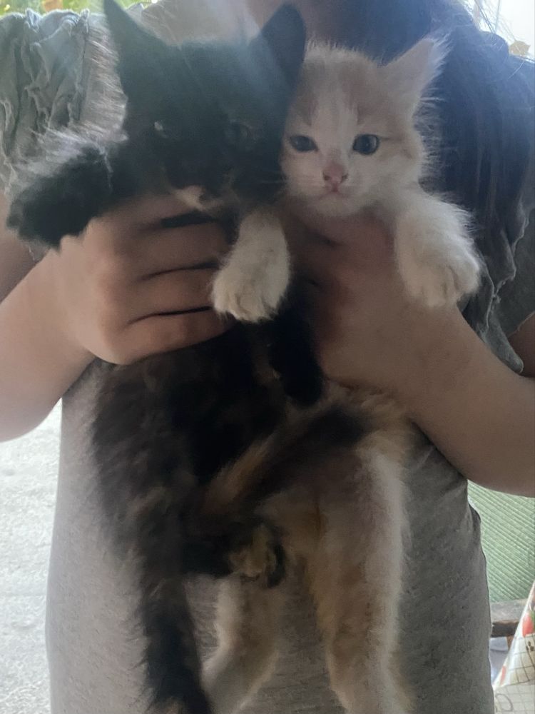 Котято бесплатно
