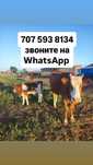 Продам карову хорошую