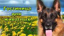 Гостиница для собак
