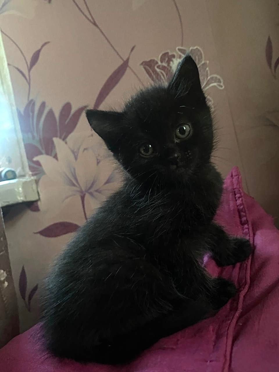 Котята помесь с чистокровной шотландской