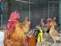 Продажа однодневных цыплят с 1 июня! Кученской породы