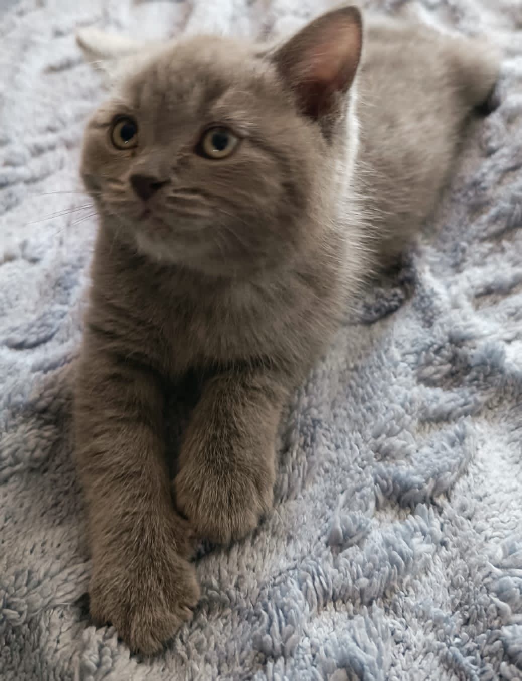 Продаю котят, Шотландских