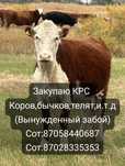 Закупаем КРС ...