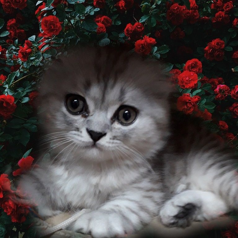 Вязка чистокровный  шотландский вислоухий  кот