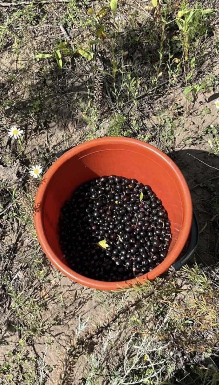 Смородина   ирга