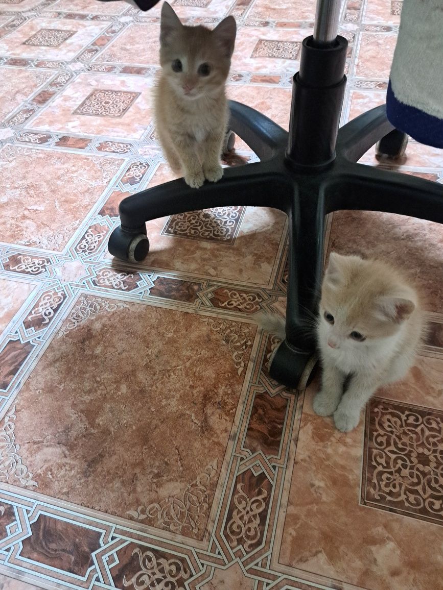 Отдам котёнка в хорошие руки