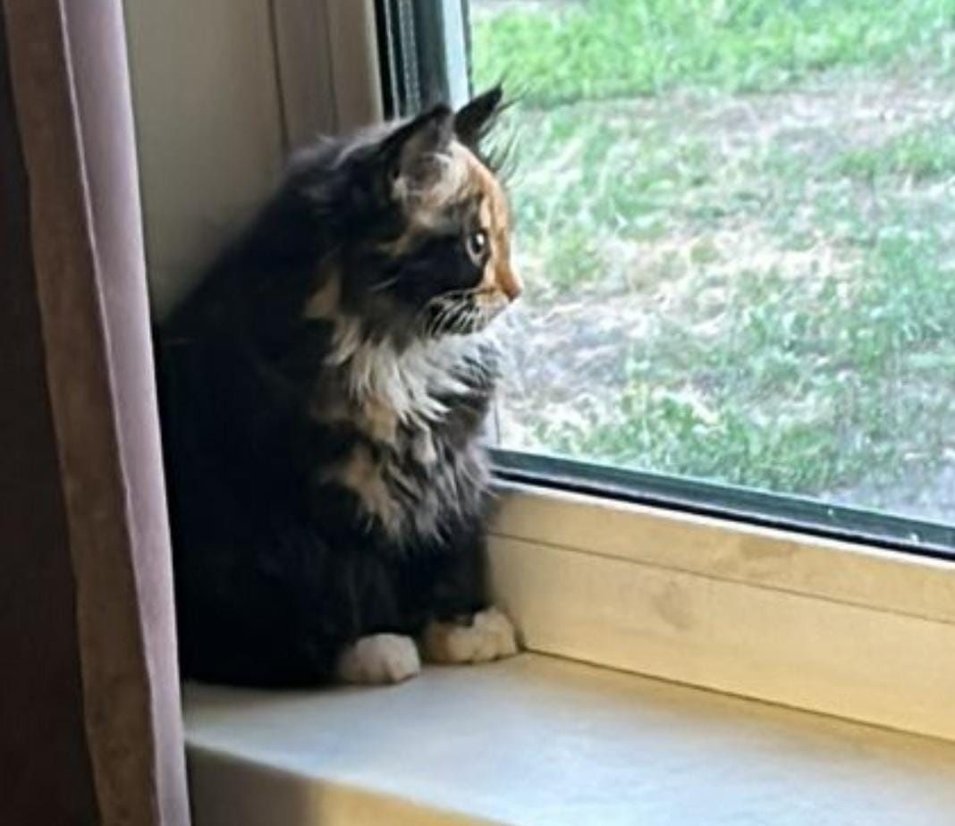 Отдам котенка  в добрые руки