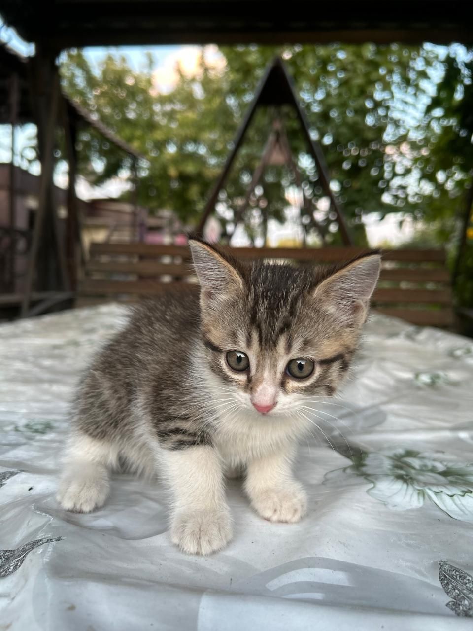 Котёнок ласковый.