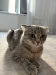 Отдадим в хорошие руки шотландскую вислоухую кошку